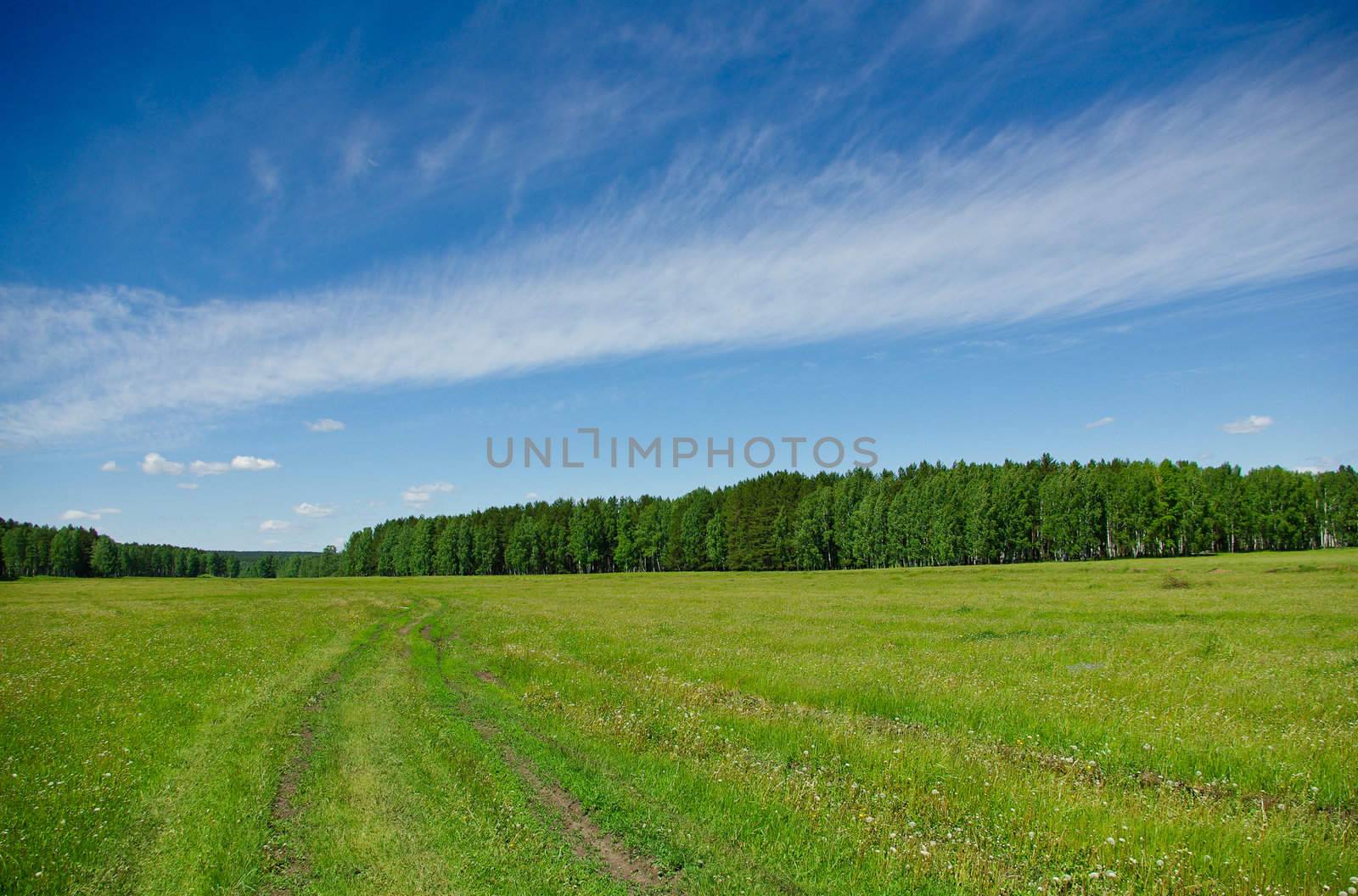 Summer landscape with a road going through the field to the forest