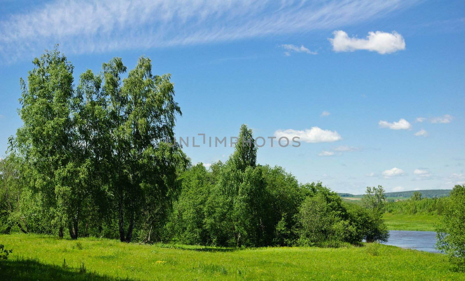 Midday summer rural landscape with foliage trees and a river