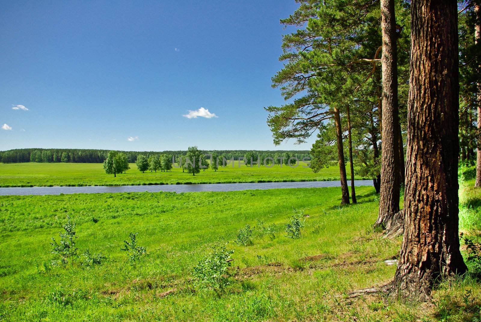 Midday summer landscape with pine trees, meadow and a river