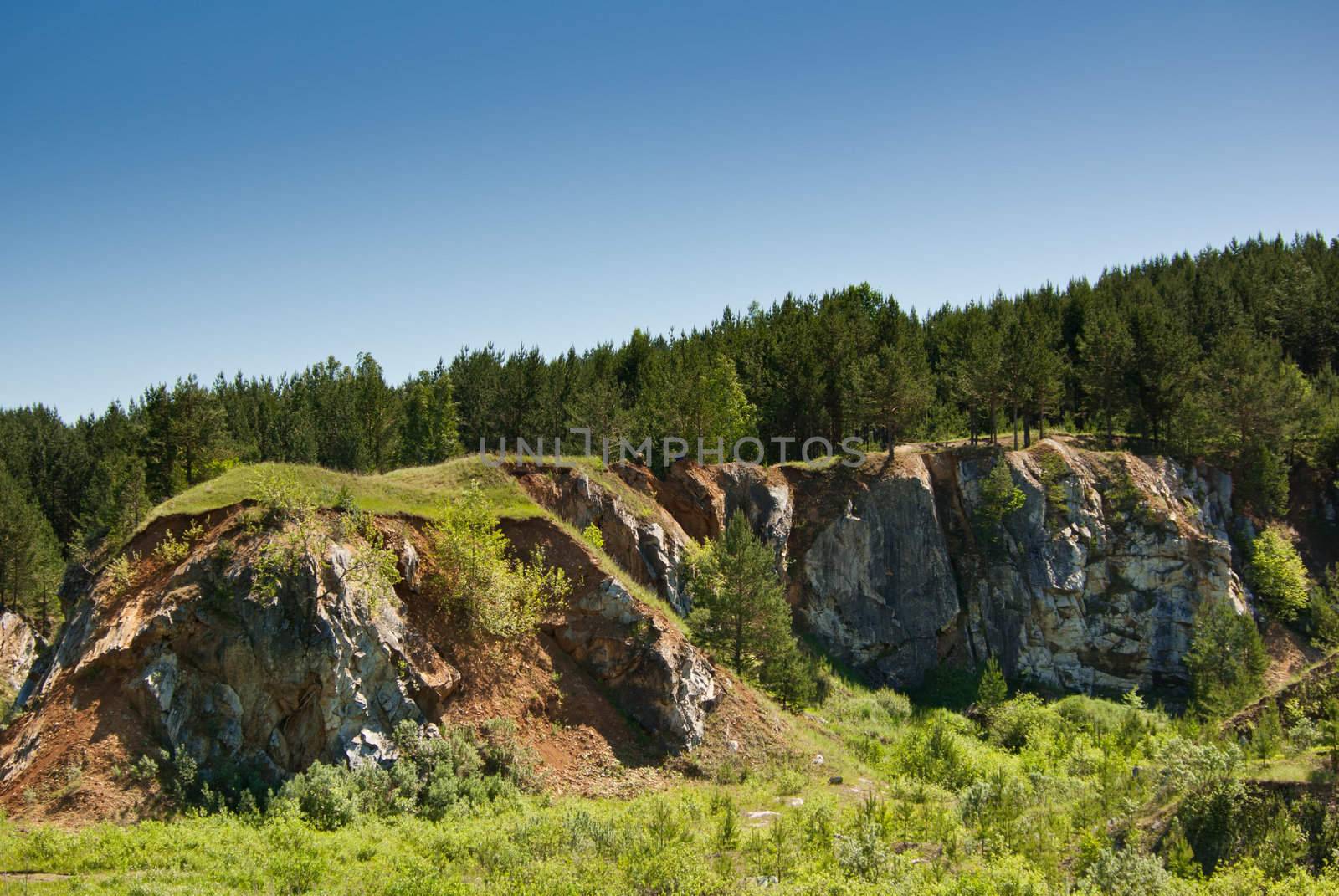 Forest growing on a rock by Shpinat