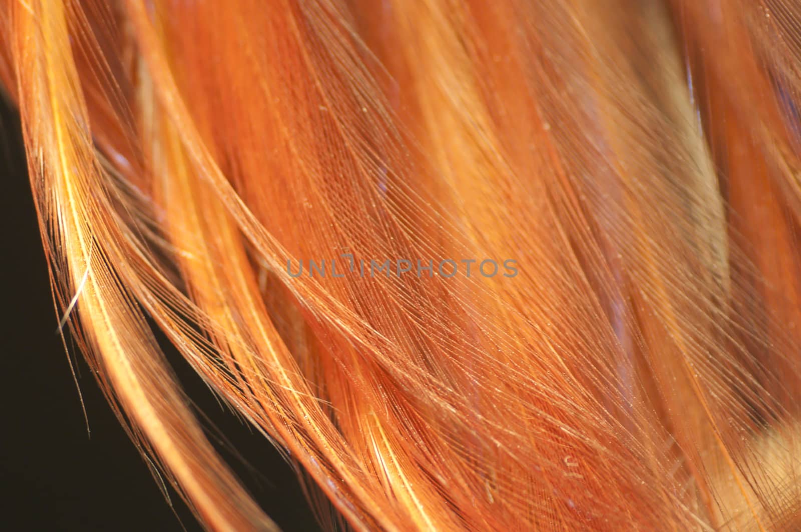 Detail of feathers of the Paradise bird