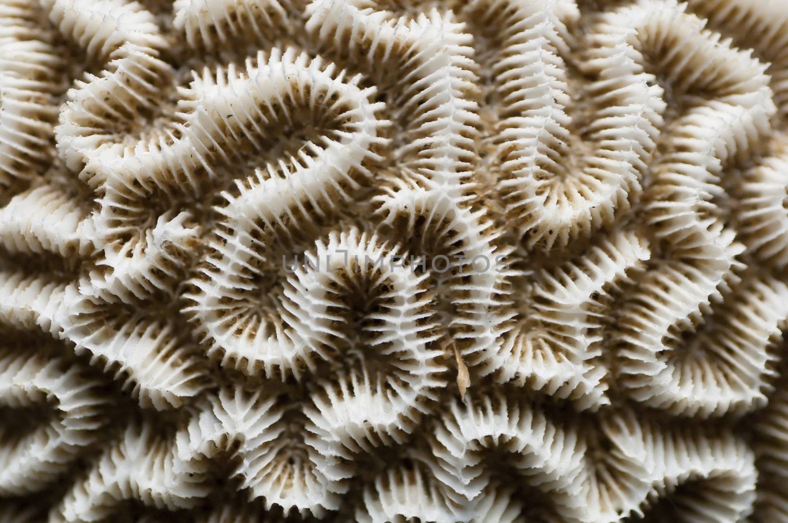 Detail of a dead, white brain coral