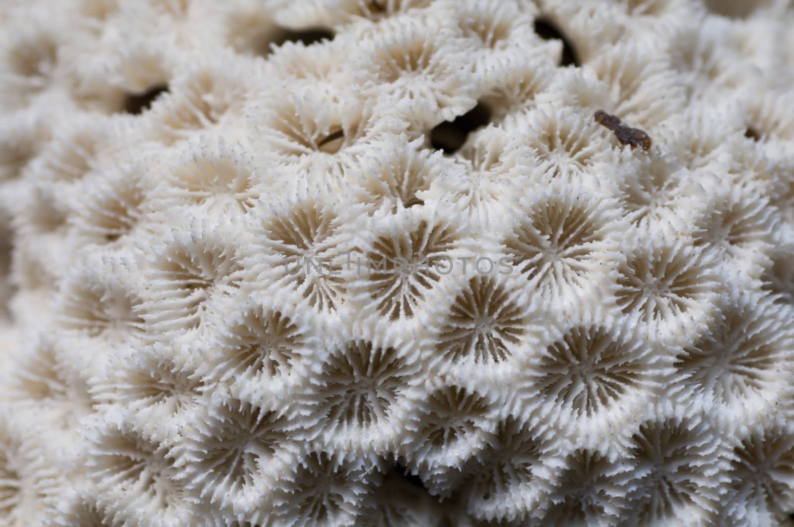 Detail of a dead, white coral with polip calixs