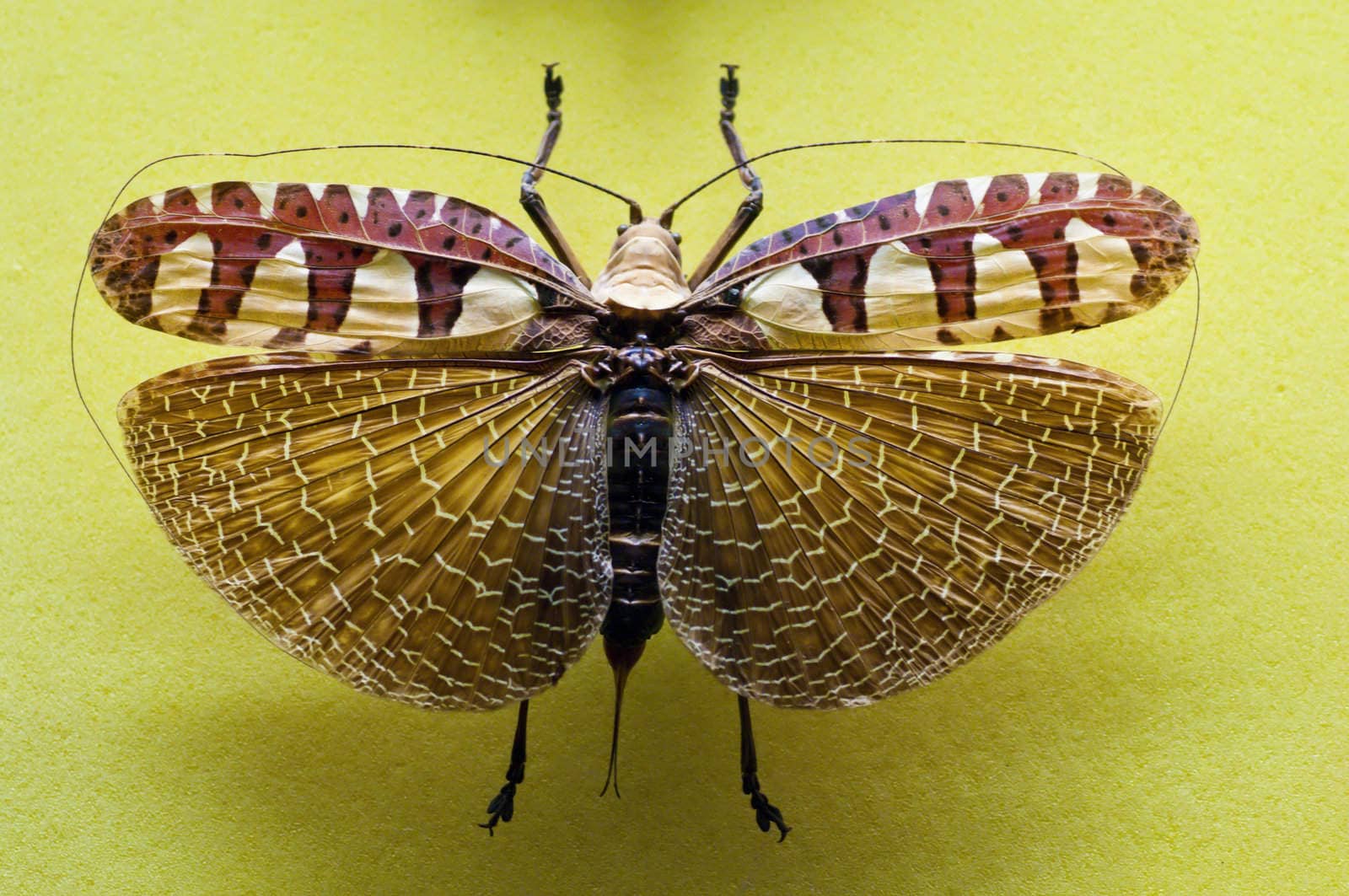 Tropical grasshopper collected with wings open