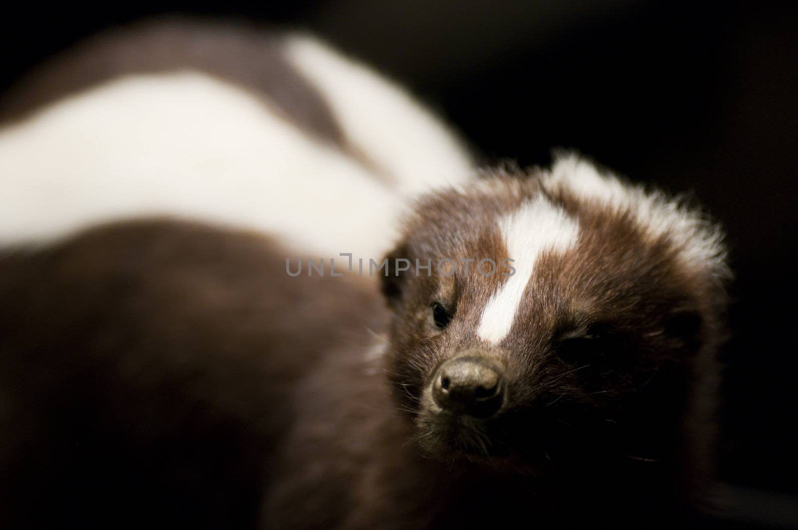 portrait of a skunk in backlight