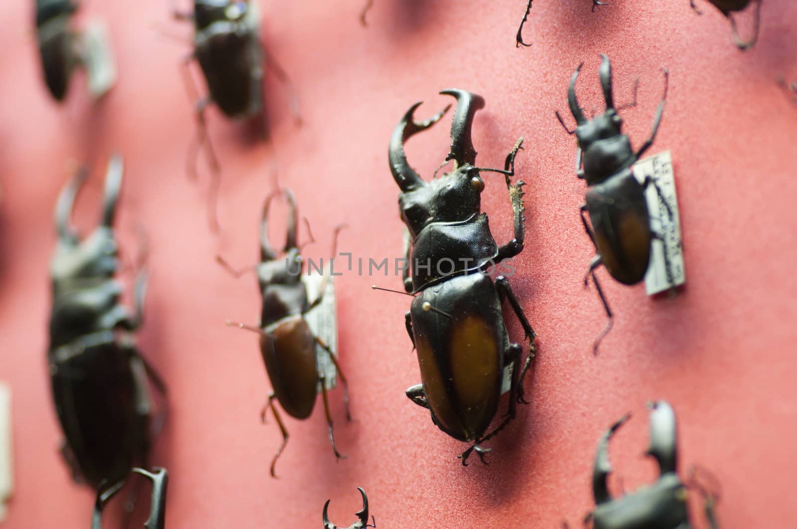 Collection of lucanidi coleopteron insects