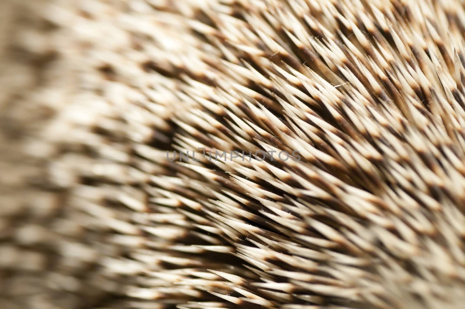Closeup of the spines of a hedgehog