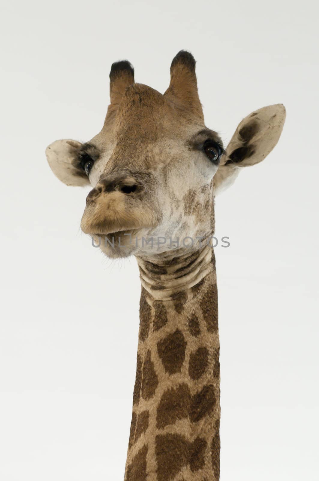 Close-up of giraffe head in white background