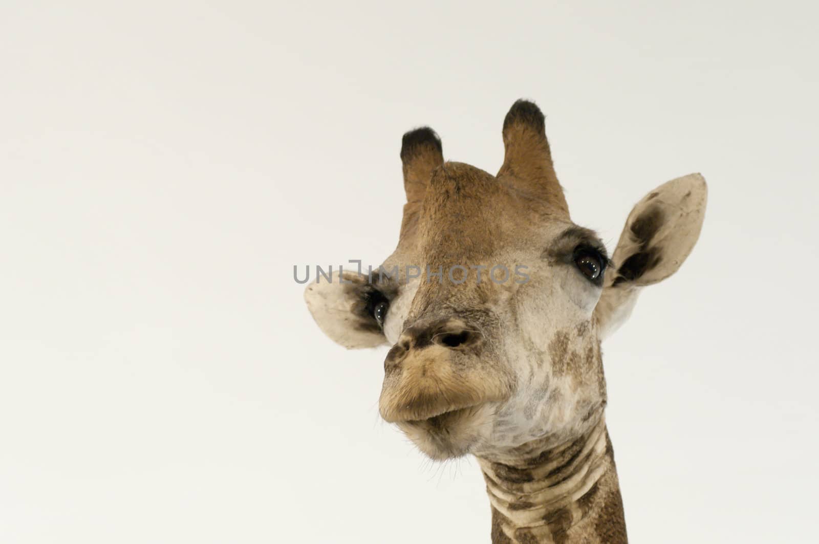 Close-up of giraffe head in white background