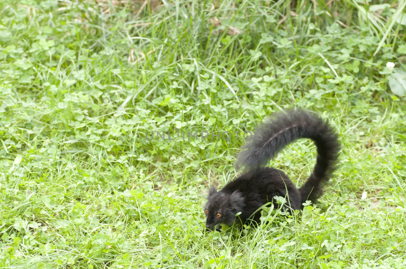 A young black lemur watching the grass