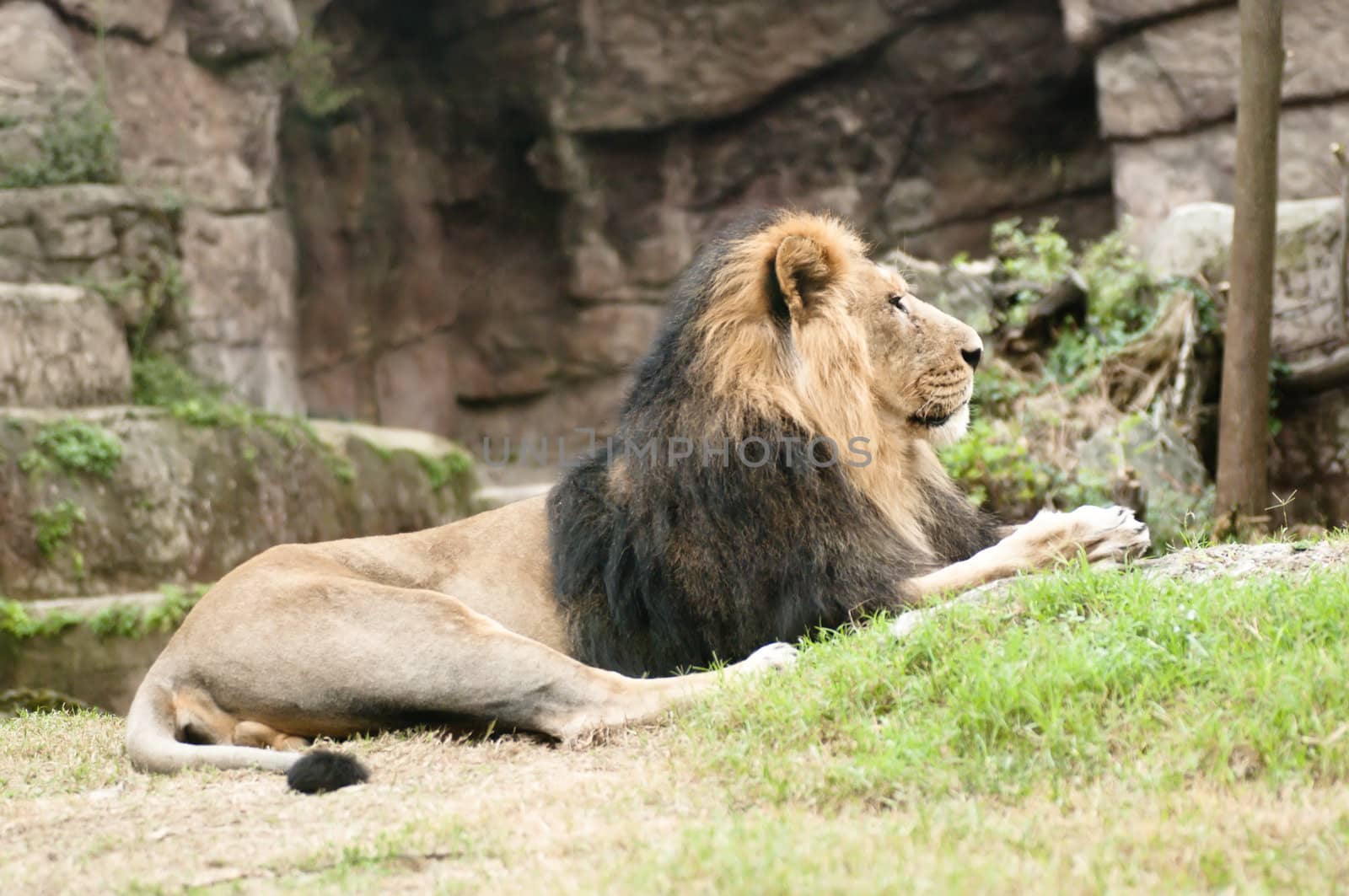 Male Asiatic lion (Panthera leo persica) is a rare subspecies of the lion which survives today only in the Gir Forest of Gujarat, India.