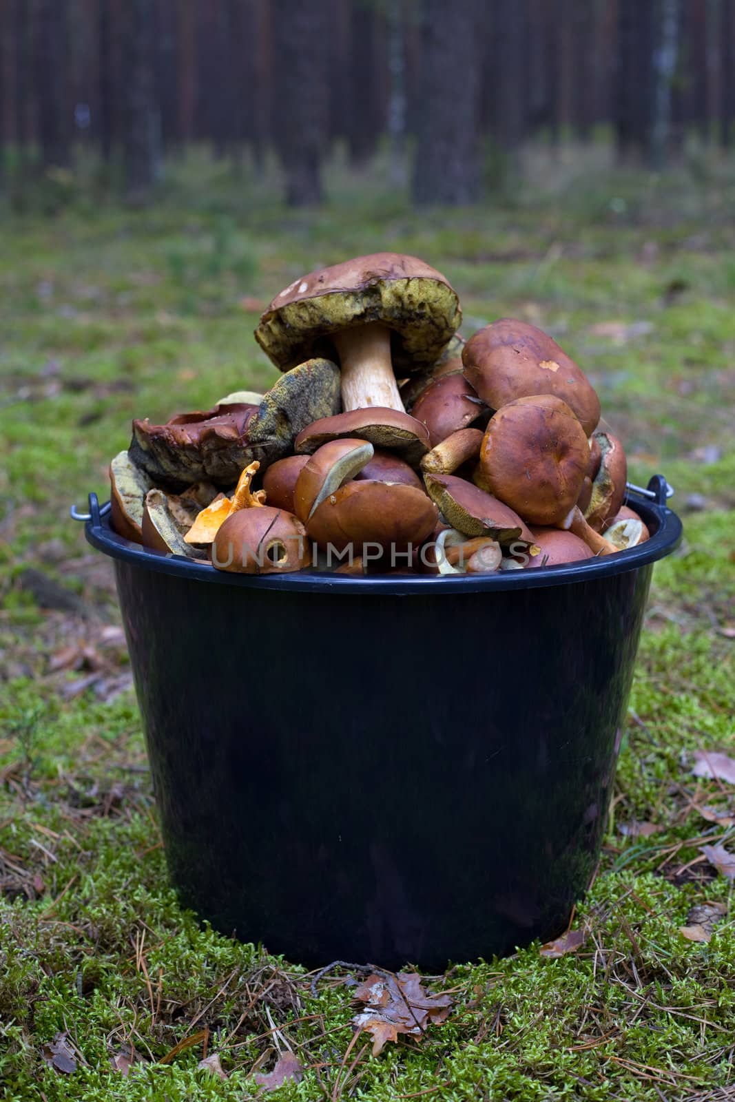 Fresh mushrooms in a bucket in the woods

