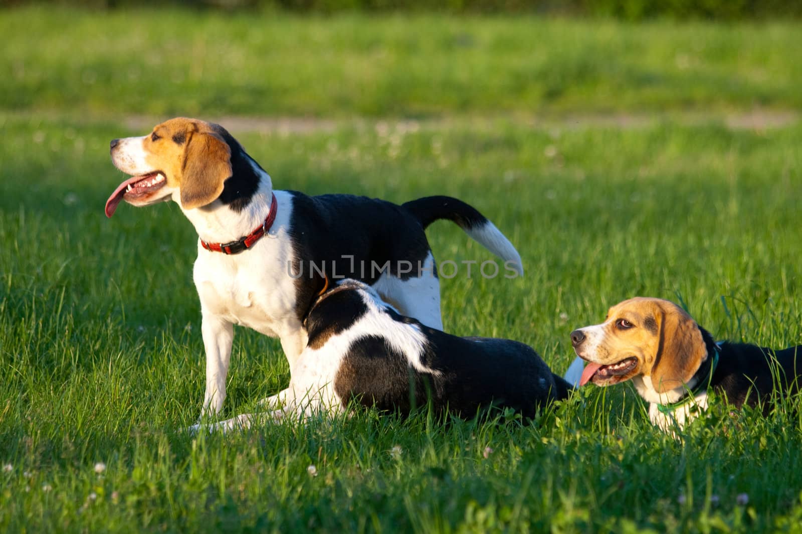 Happy beagle dogs in a park
