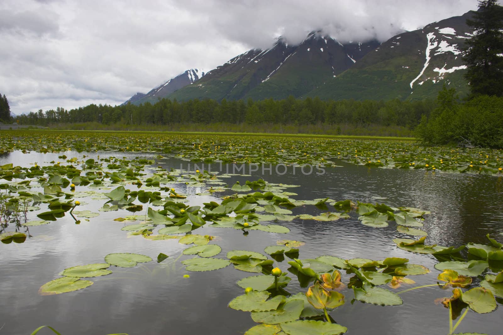 Summer wetlands landscape in Alaska 