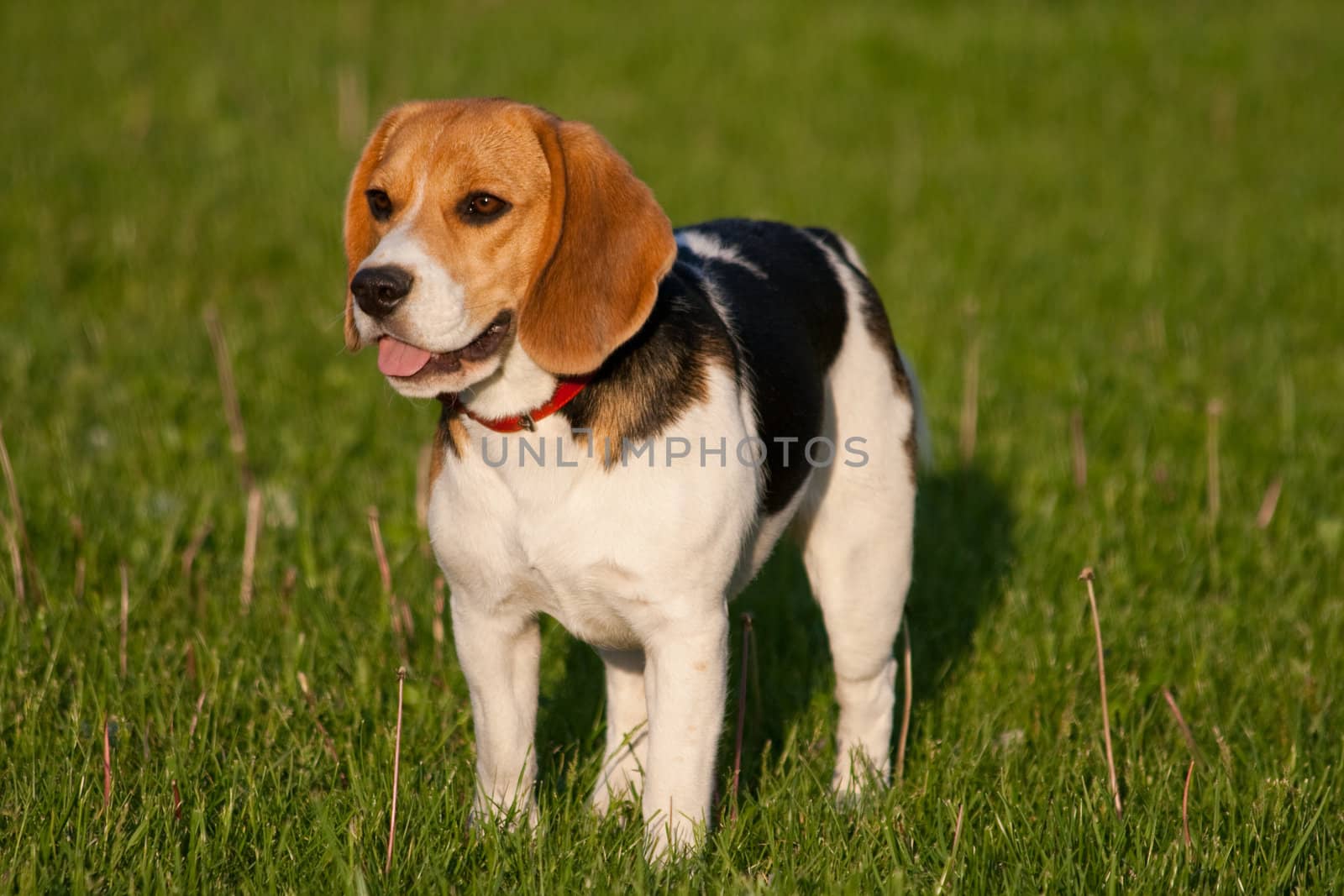 Happy beagle dog in a park
