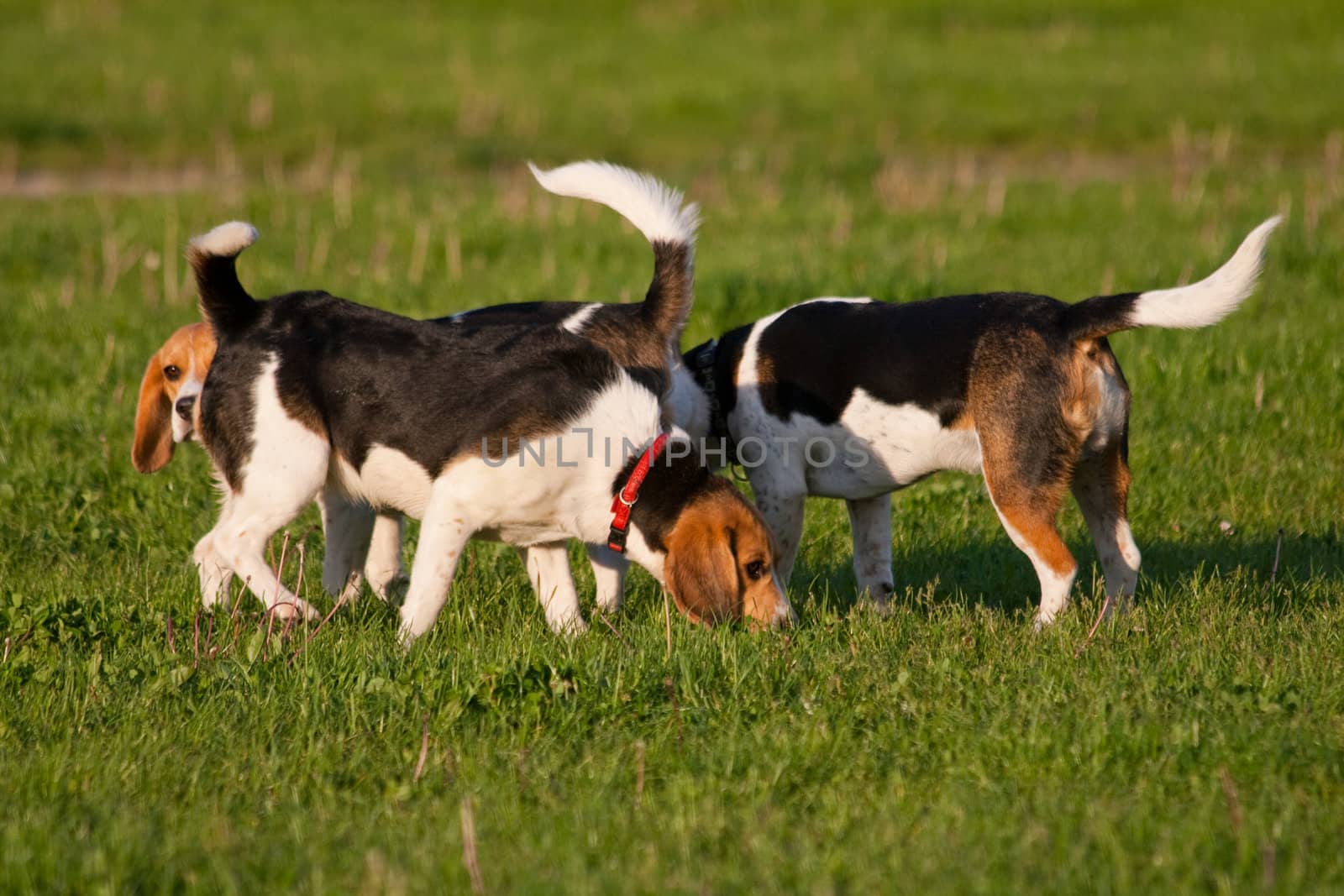 Happy beagle dogs in a park