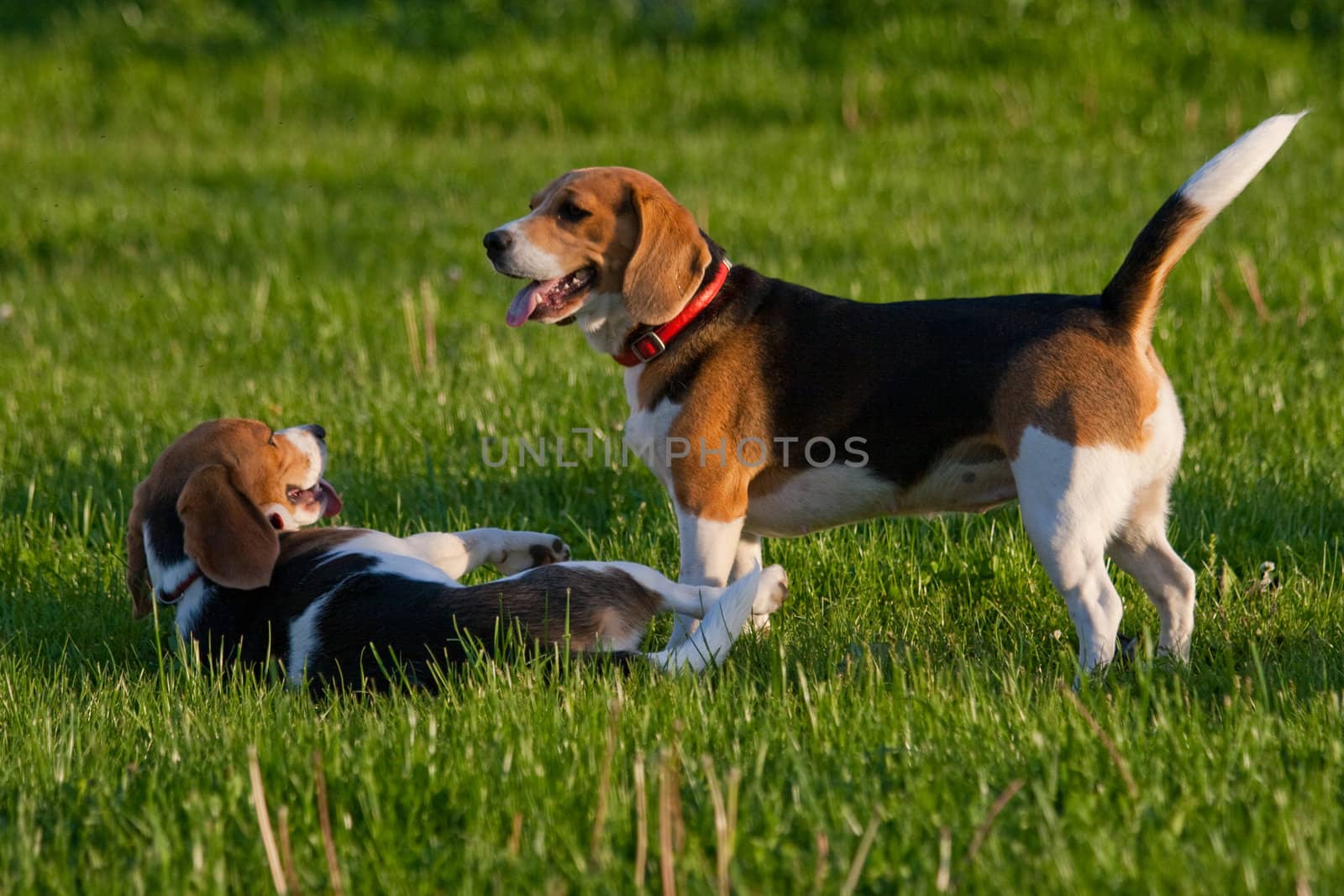 Happy beagle dogs in a park