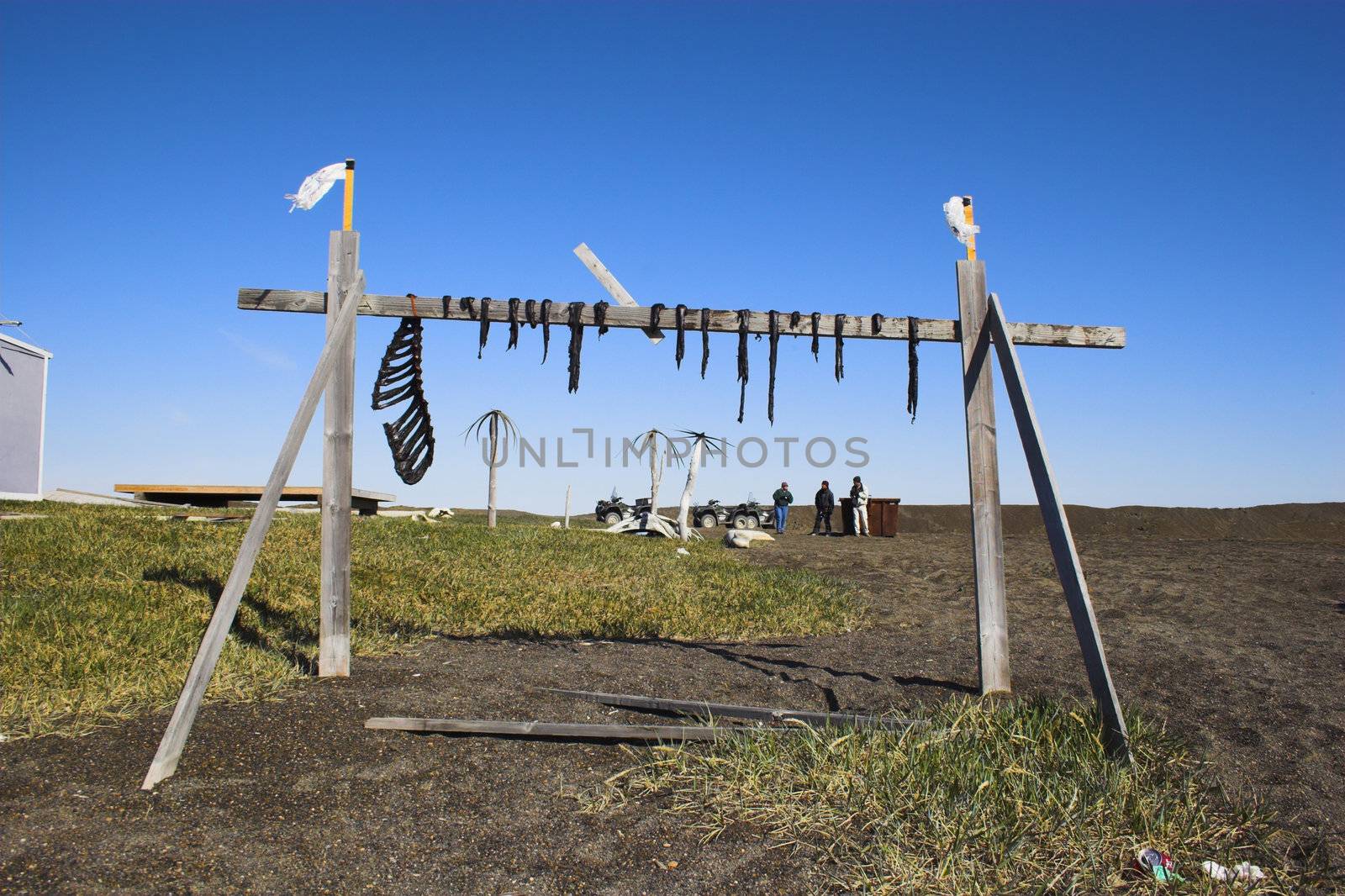 Traditional inuit food - reindeer jerky on wooden rack drying at the shore of an Arctic Ocean