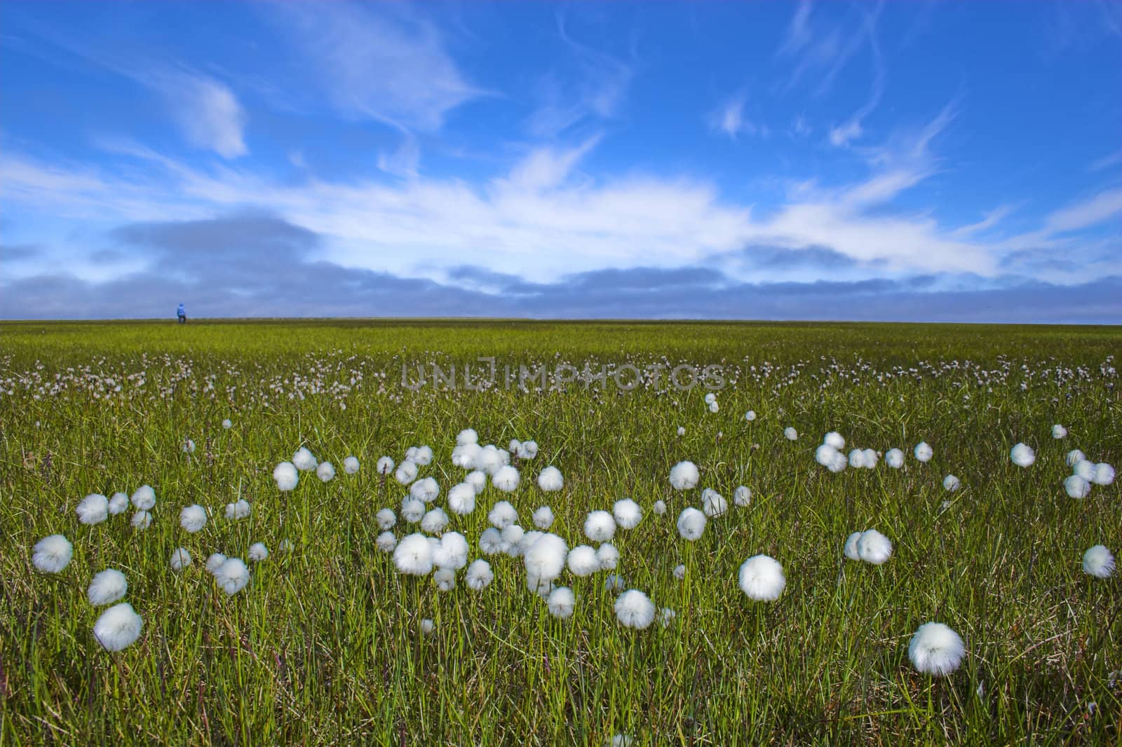 Arctic flowers bloom in the wind during polar summer