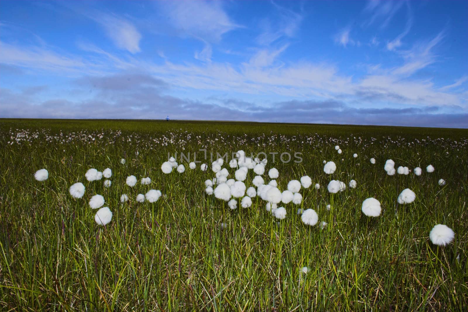 Arctic flowers bloom in the wind during polar summer