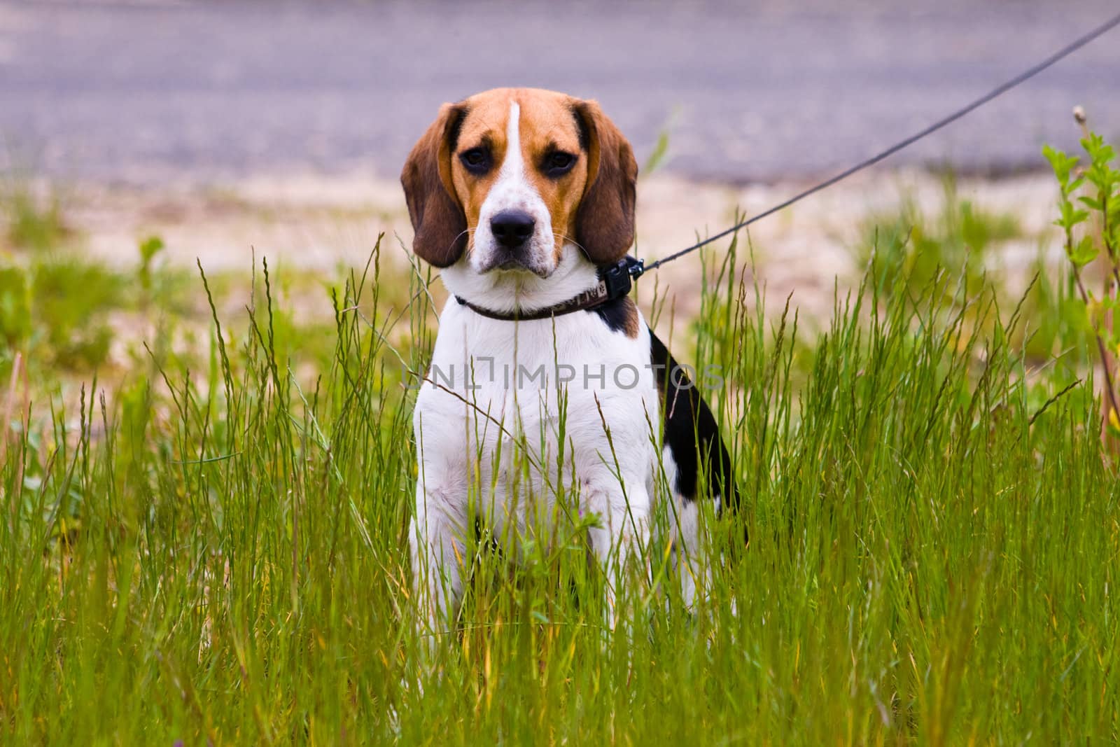 Young beagle dog sitting in a grass
