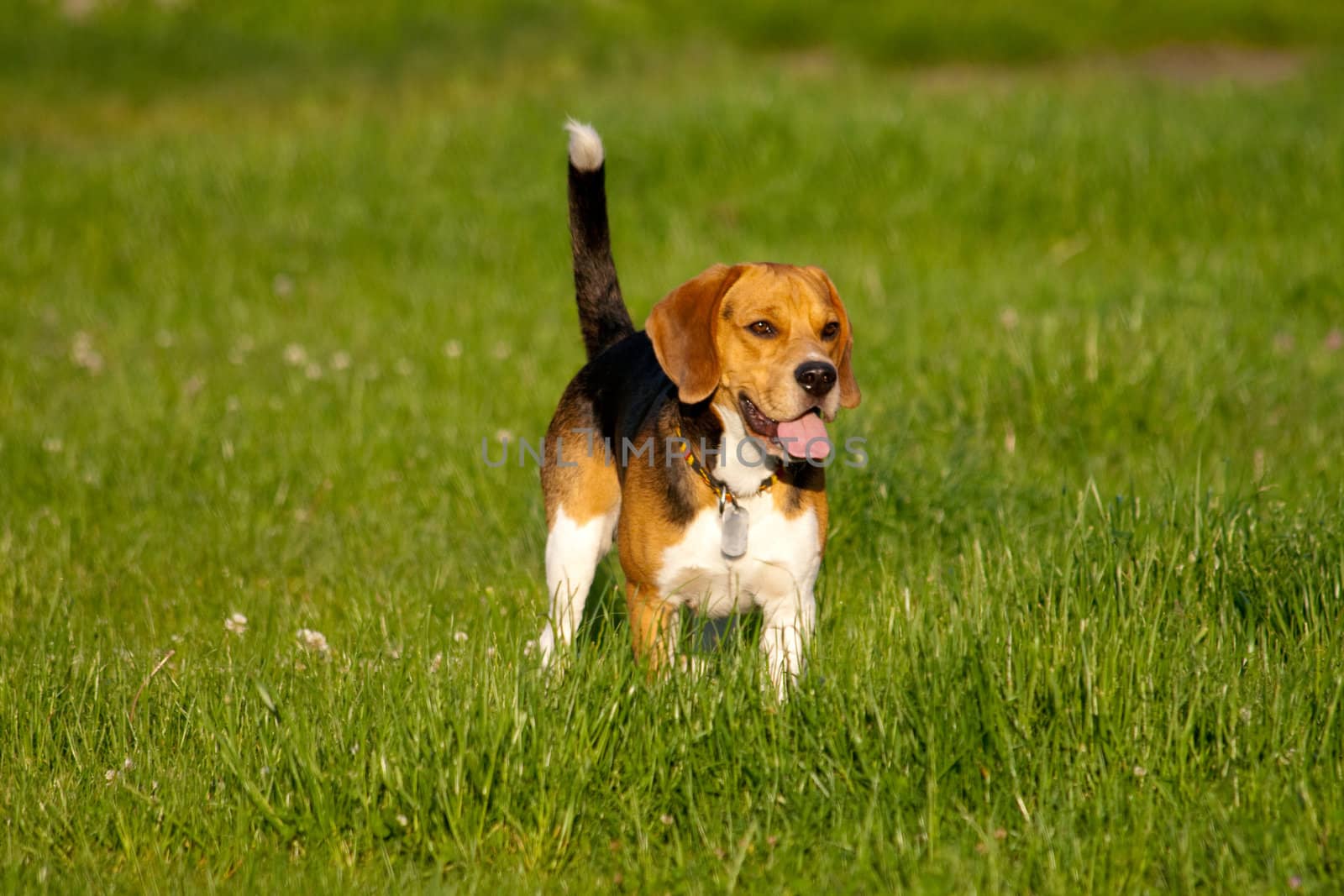 Happy beagle dog in a park

