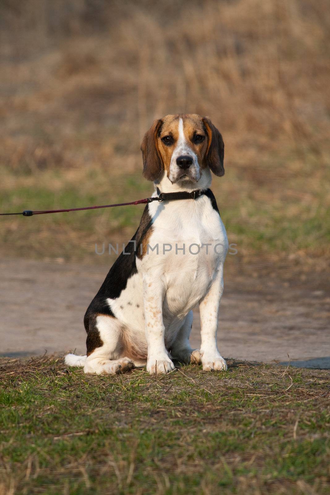 Cute tri-colored beagle puppy sitting in a park
