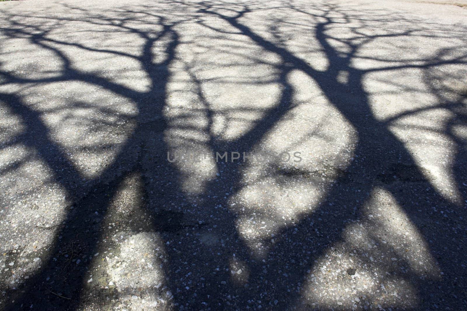 Shadow of tree on the pavement