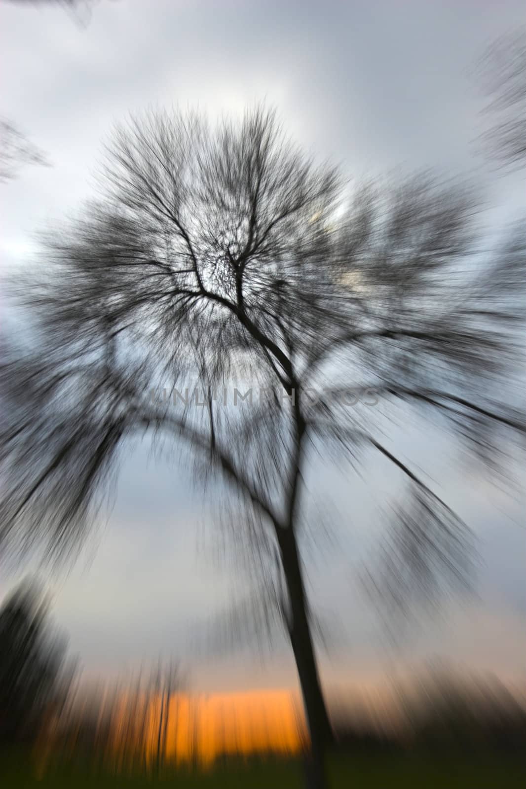 Tree zommed with the lens during shot looking like a falling tree