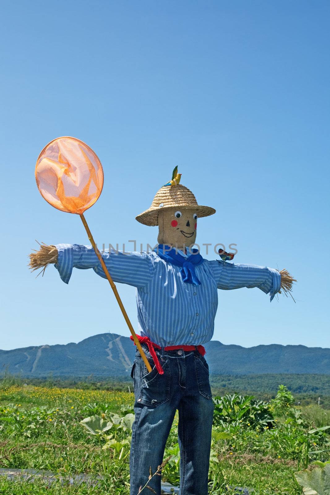 Rural scene - scarecrow with butterfly net in the field.