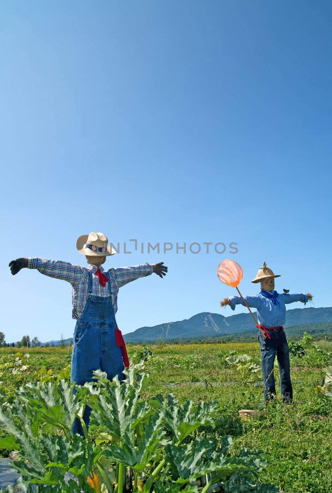 Rural scene - two scarecrows in the field.