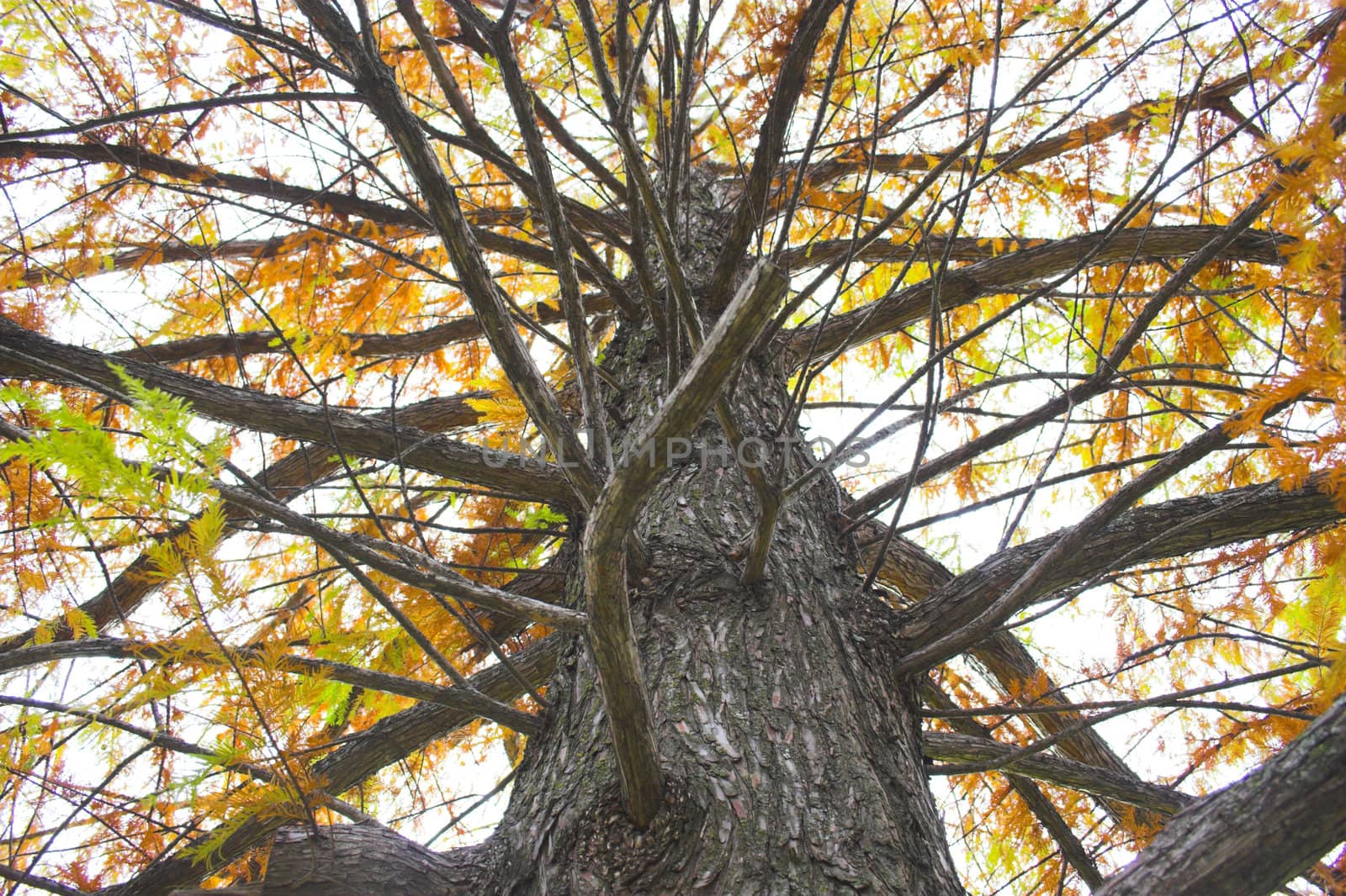 Fall colors, fragments and scenes for backgrounds