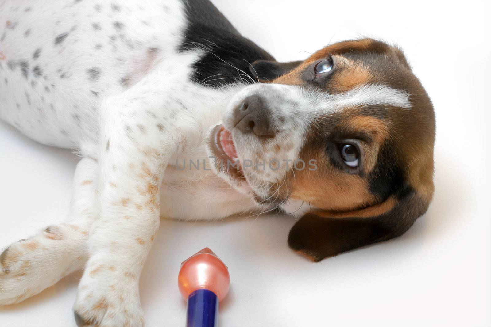 Cute tricolor beagle puppy plays with a red nail polish