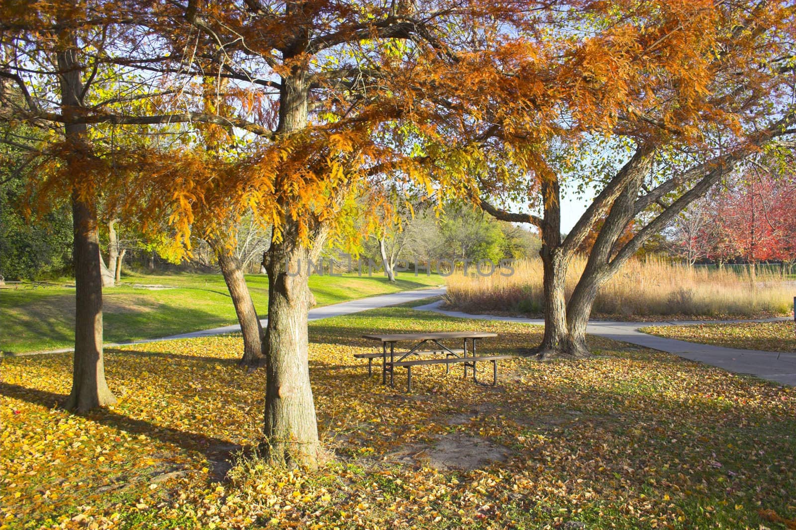 Fragment of Autumn by georgeburba