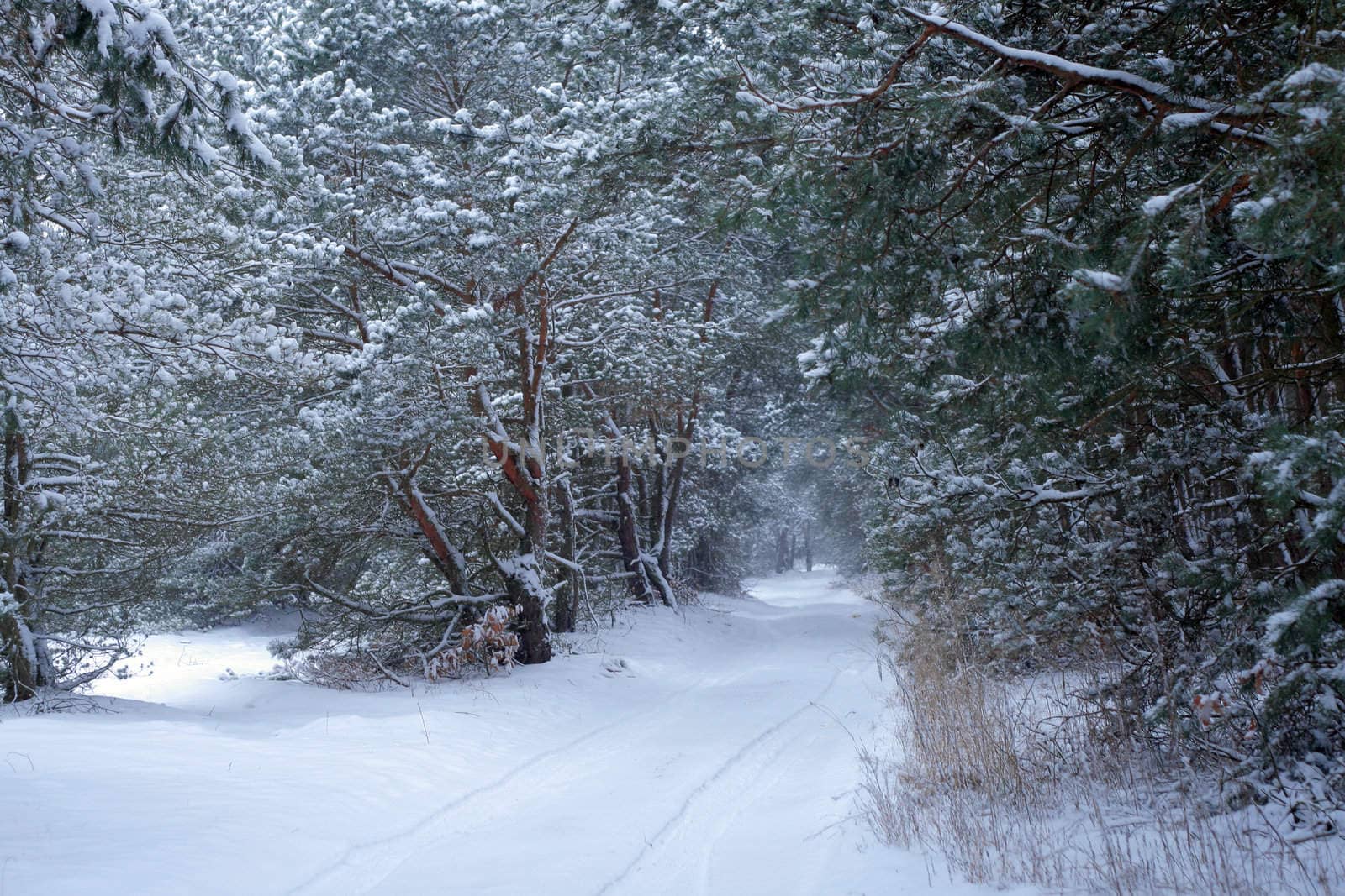 Woods during the wintertime