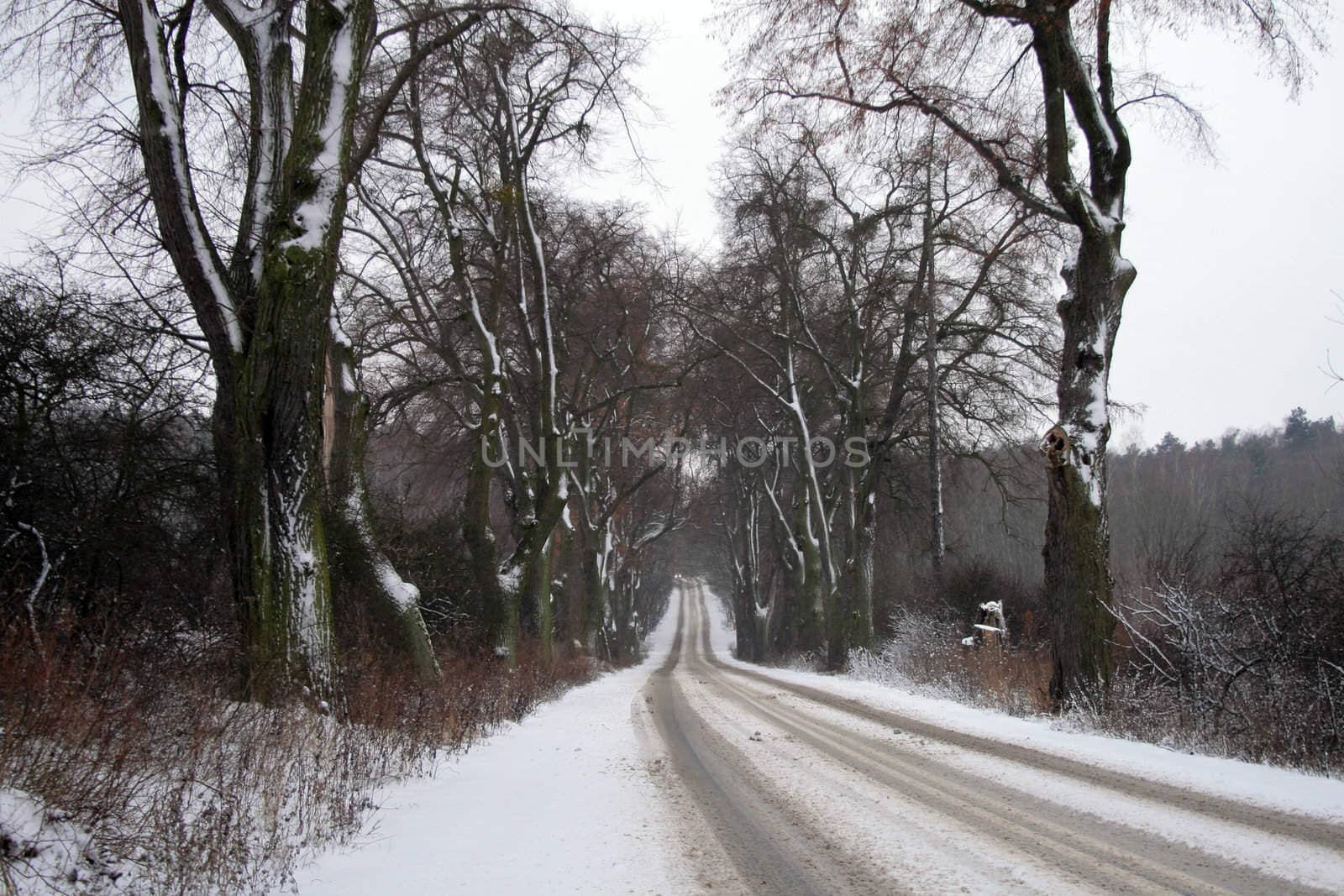 Winter landscape with road and trees