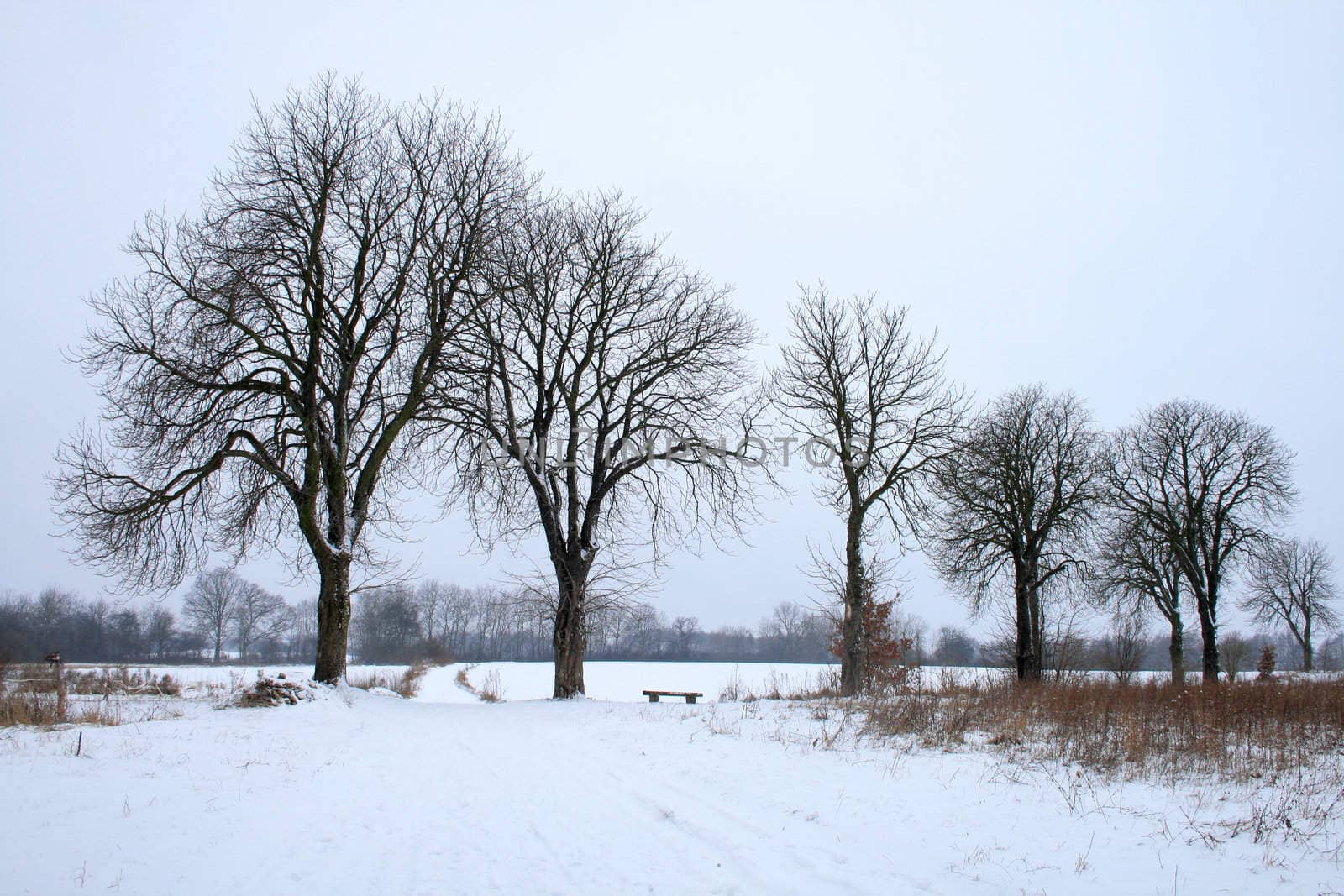 Winter landscape with lonely trees