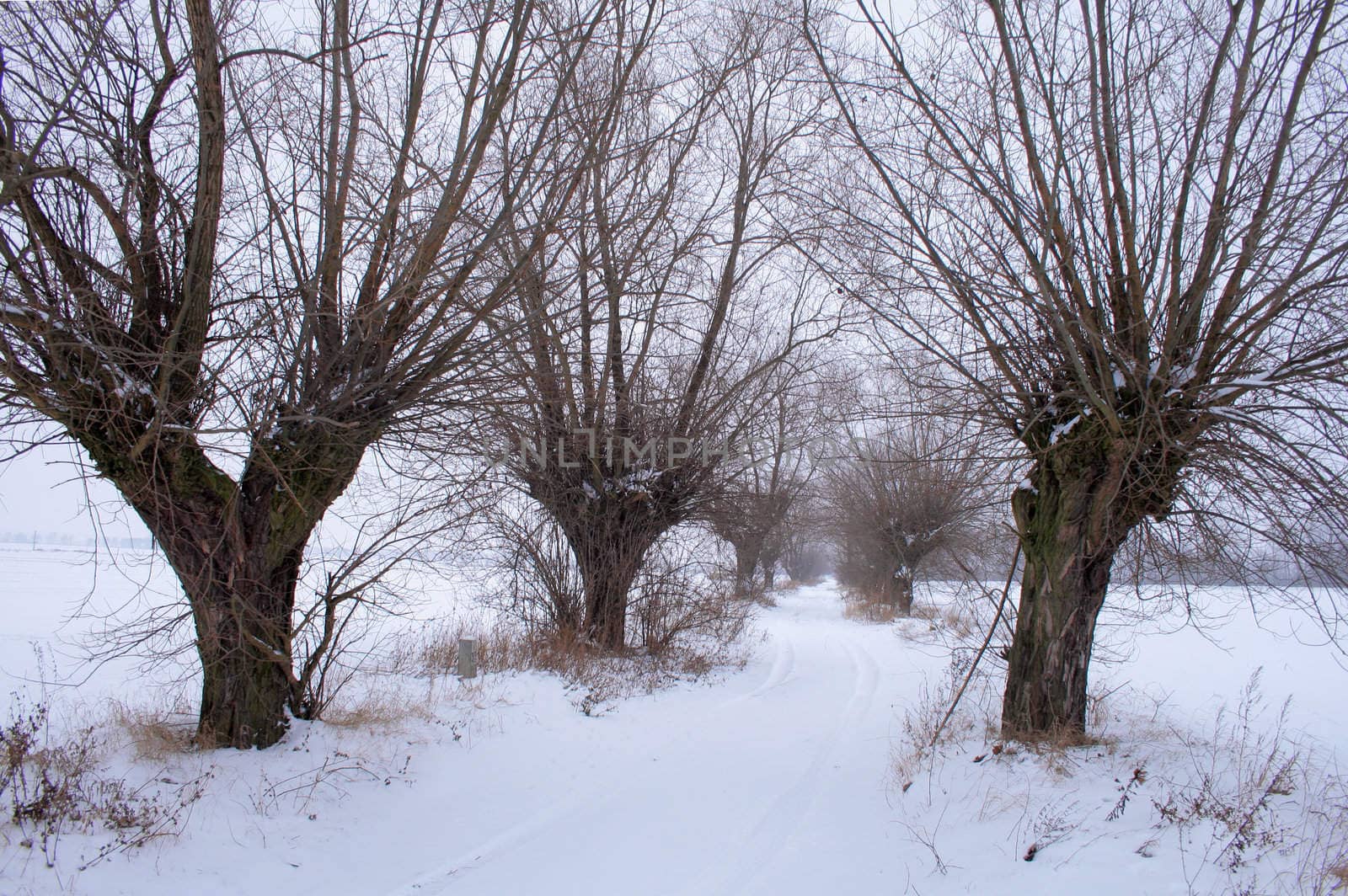 Winter landscape with road and willow trees