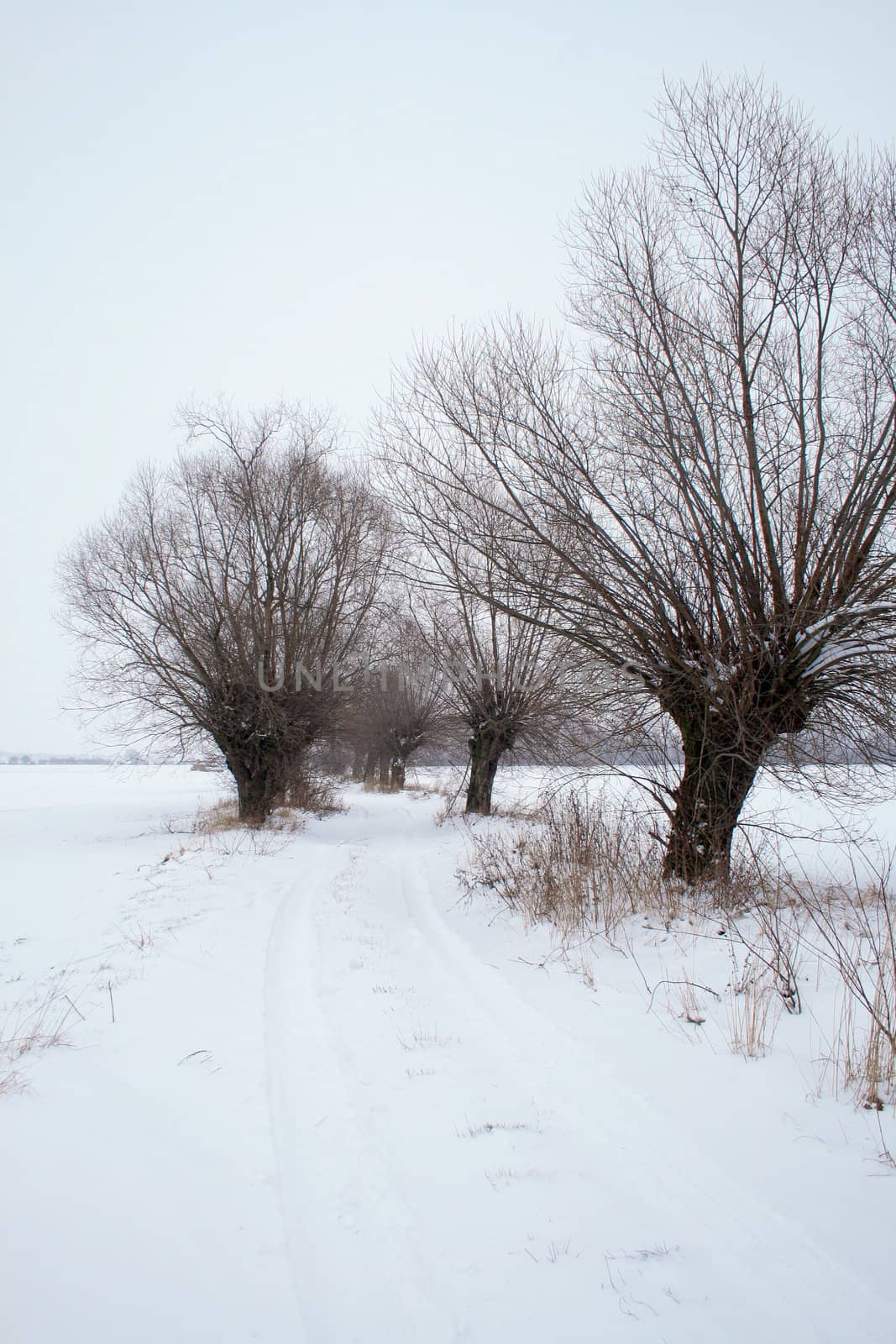 Winter landscape with road and willow trees