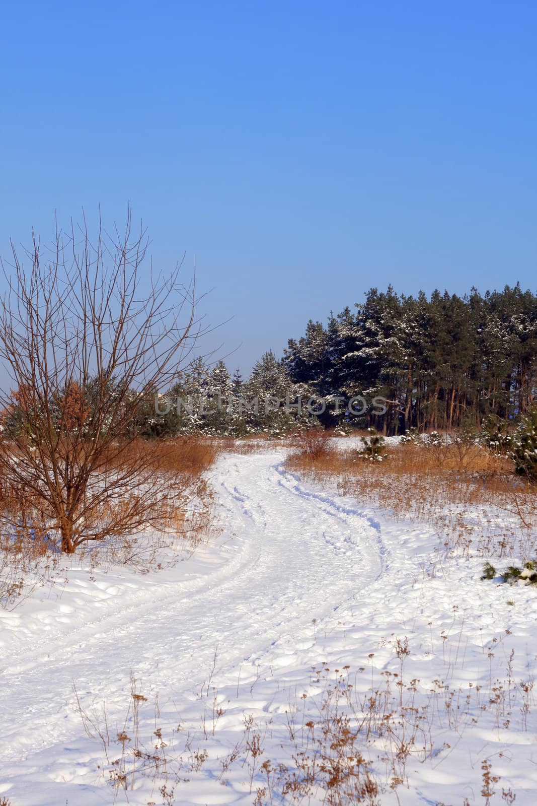 Snowy road between the meadows during wintertime