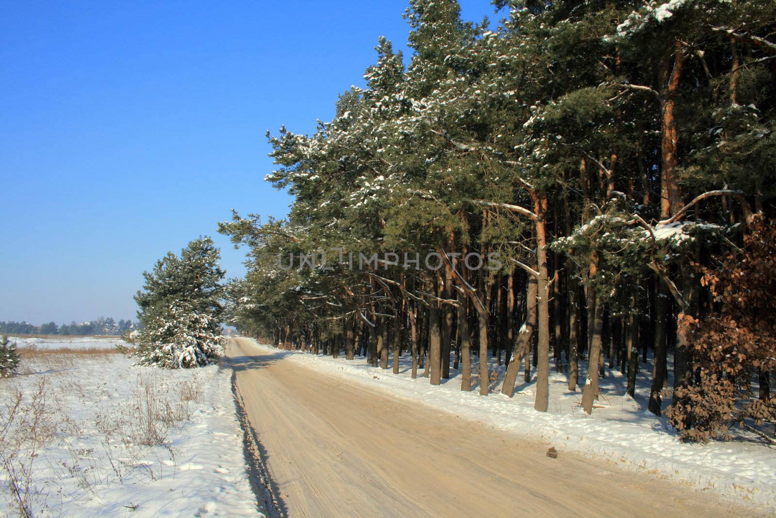 Snowy road between in the woods during wintertime