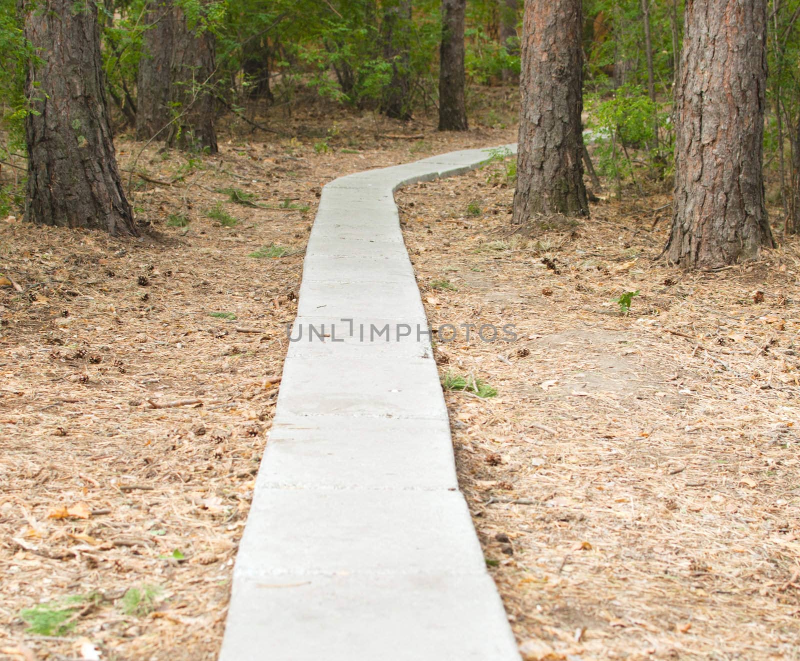 footpath from stone plates passes between trees