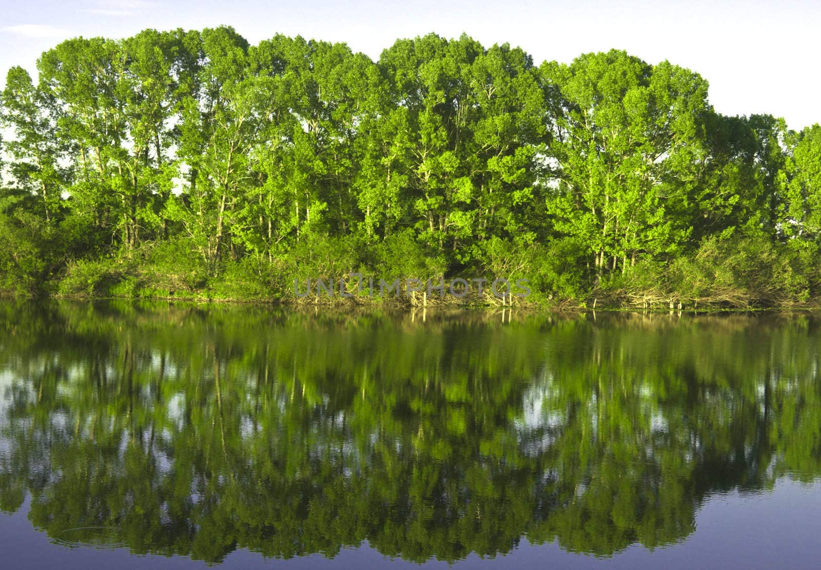 blue river reflexion in a forest with soft blue sky 