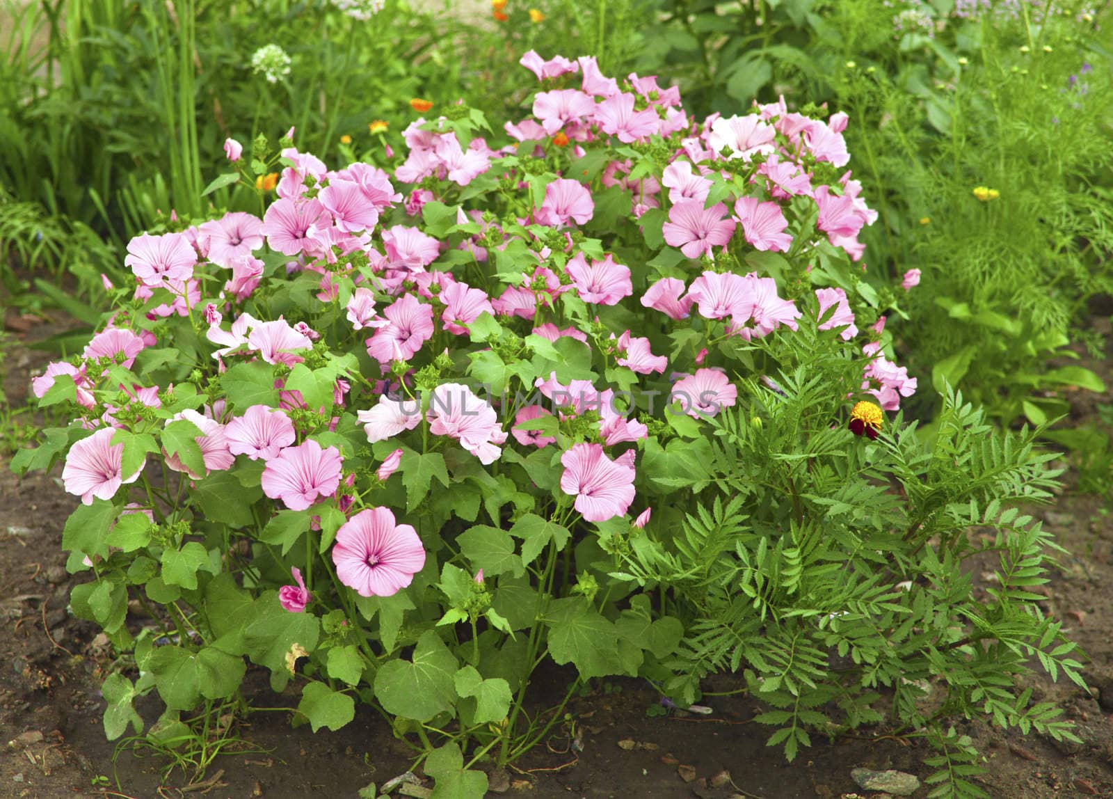 Bed with beautiful florets on green background