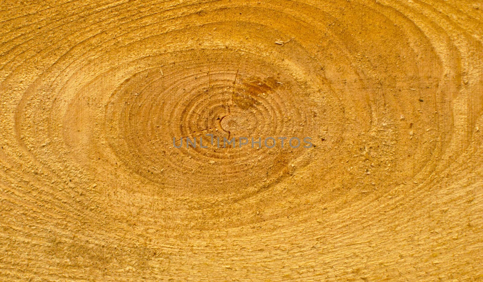 wood cross section with annual growth rings 