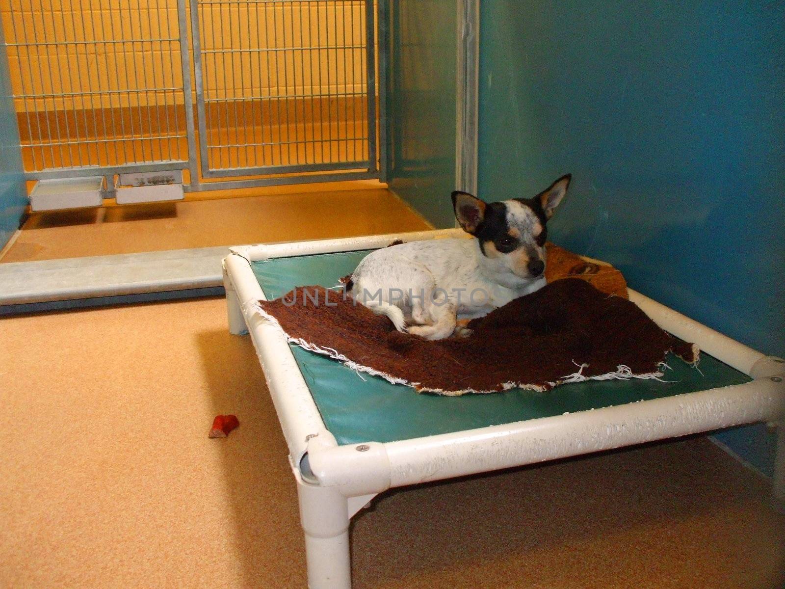 Animal shelter dog resting in the cage.