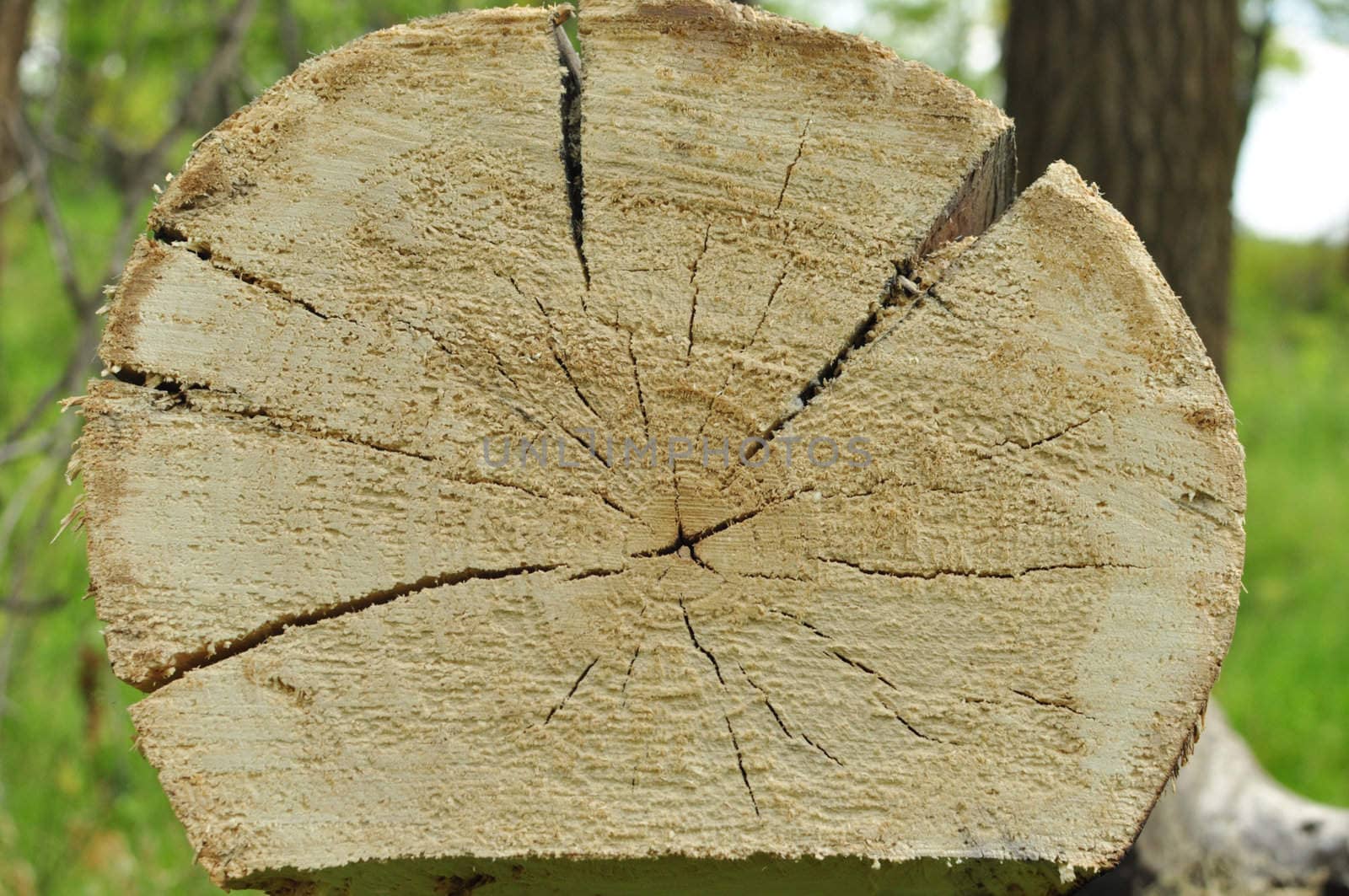 structure of the cut tree in wood