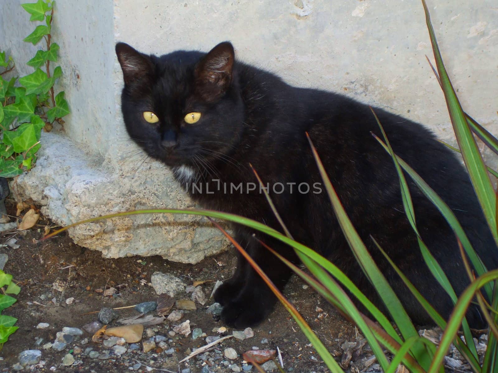 Close up of domestic short hair cat.