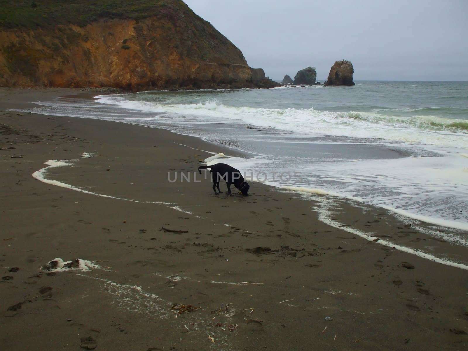 Black labrador retriever dog on a shore.