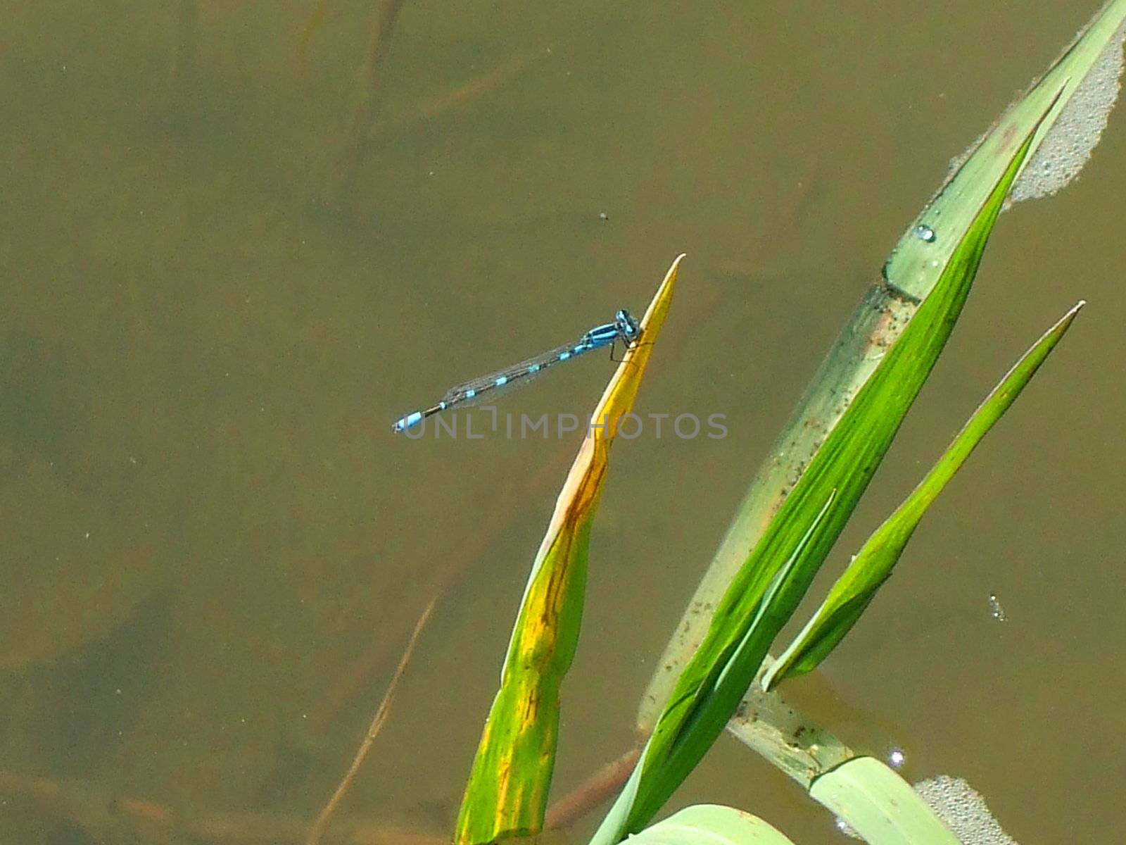 Blue Dragonfly by MichaelFelix